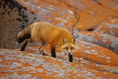 Red Fox Wallpapers HD : Animal Wallpapers   Kokean.com