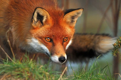 HD Great Red Fox Wallpapers Full HD   HiReWallpapers 5063