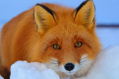 Red Fox Wallpapers