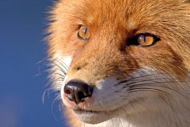 Red Fox Wallpapers, Images, Photos, Pictures & Pics