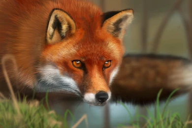 Red Fox