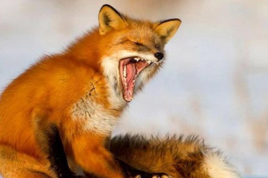 RED FOX WALLPAPER   (