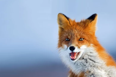 Red Fox Wallpapers, Images, Photos, Pictures & Pics