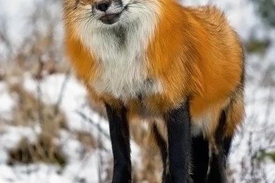 11.10.15   650x975 Red Fox Desktop Wallpapers   Animals Wallpapers