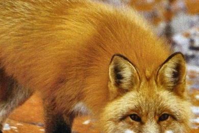 Red Fox Wallpapers Hd Iphone 6 Plus Wallpapers