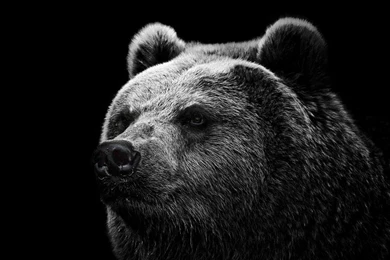 Fonds D'écran Grizzly : Tous Les Wallpapers Grizzly