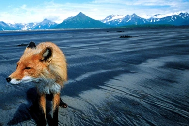 Fonds D'écran Grizzly : Tous Les Wallpapers Grizzly