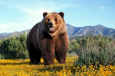 Awesome Grizzly Bear HD Wallpapers Free Download