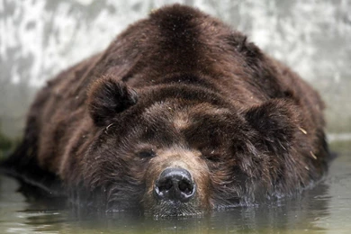 Grizzly High Resolution Wallpapers