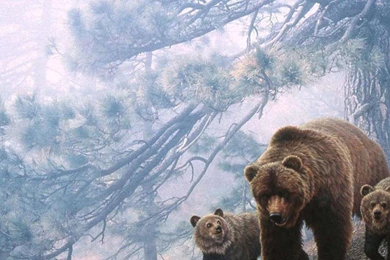 Grizzly Bear Wallpapers