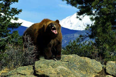 Pictures Of Grizzly Bears Wallpapers Desktop