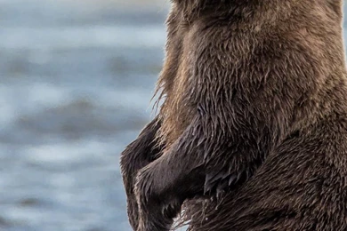 Wallpaper: Grizzly Bear, Bear, Bruin, Animal, Wildlife, Predator ...