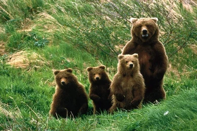 Grizzly Bears Wallpaper.