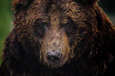 Animal Close up, Bear, Grizzly Bear, Face Wallpaper,Animal ...