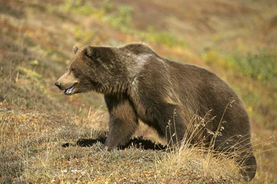 Grizzly Bear Pictures Wallpapers For PC