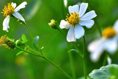 Flower Samsung Galaxy S5 Wallpapers 107