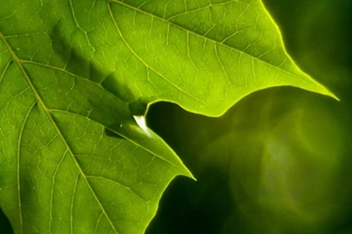 Flower Samsung Galaxy S5 Wallpapers 94