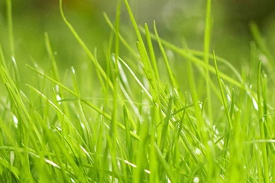 Samsung Galaxy S5 Wallpapers HD, Galaxy S6 Wallpapers   Part 307