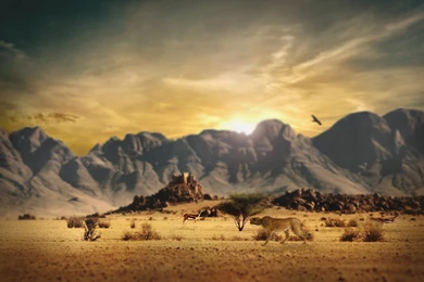 Pictures Of Wild Animals In Africa   Desktop Backgrounds