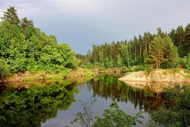 Wild Plant HD Wallpapers Free Backgrounds Download