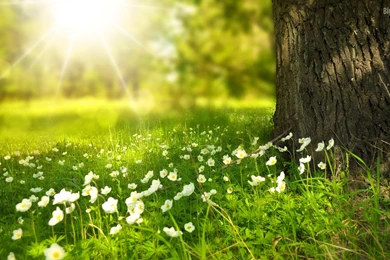 Wild Flowers HD Wallappers