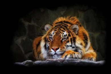 Cute Tiger HD Wallpapers   Top Wallpapers HD