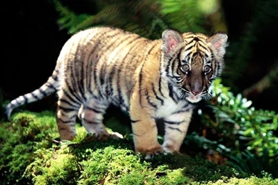 Cute Tiger Images   HD Wallpapers Pretty