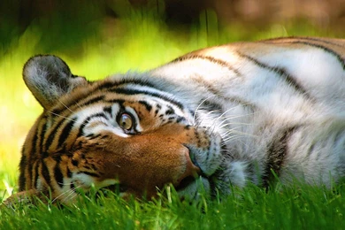 SLEEPING TIGER WALLPAPER   (