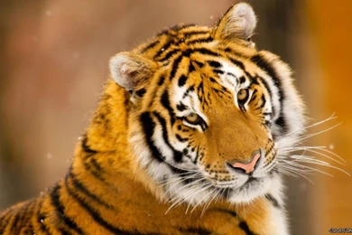 Tiger Cute Photo Wallpapers