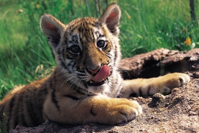 Cute Baby Tiger In Hd Wallpapers