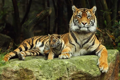 Cute Tiger Cub Wallpapers Hd Wallpapers