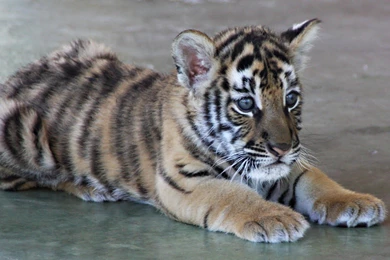 Cute Baby Tiger Images