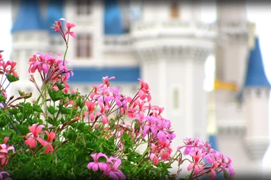 Beautiful Cinderella Castle HD Wallpapers