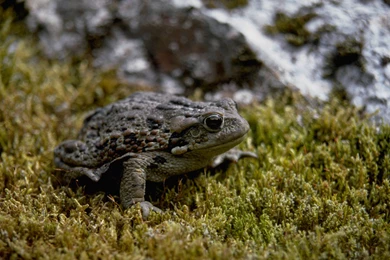40 Toad HD Wallpapers