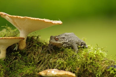 40 Toad HD Wallpapers