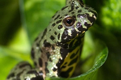 Free Fire Belly Toad Wallpapers Download   Animals Town