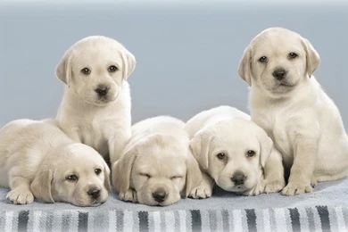 Dog Backgrounds Free Download