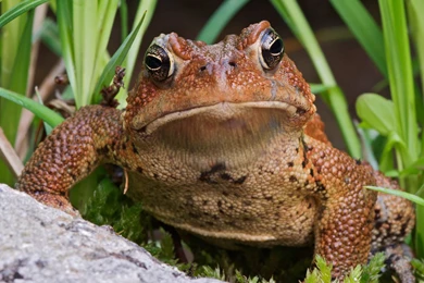 10 Toad HD Wallpapers