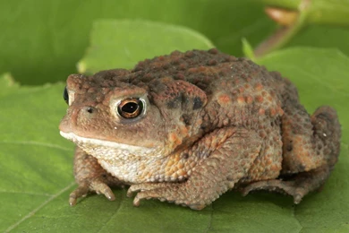 Toad Computer Wallpapers, Desktop Backgrounds