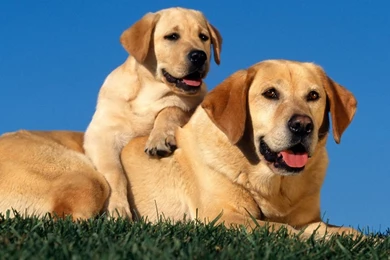 Dogs Wallpapers Download Hd Dogs Wallpapers Download Hd Hd Cute ...