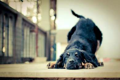 Cute black dog wallpaper.jpg