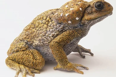 Free Toad Wallpapers Download   Animals Town