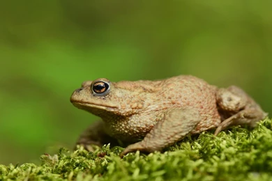 Toad Wallpapers   Android Apps On Google Play