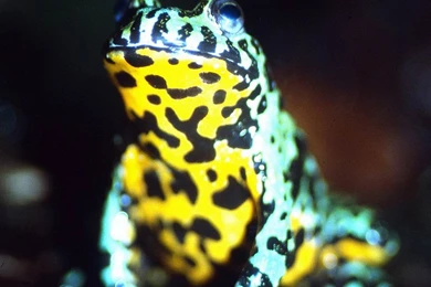 Free Fire Belly Toad Wallpapers   Animals Town