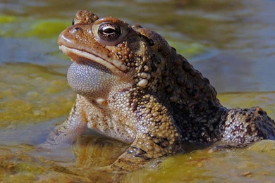 Toad Wallpapers   Android Apps And Tests   AndroidPIT