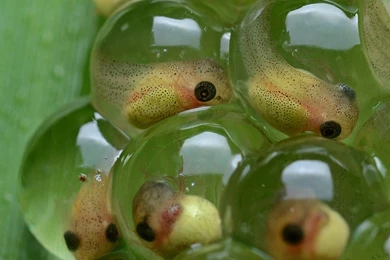 Tadpole Amphibian Frog Toad Baby Underwater Lake River Wallpapers ...