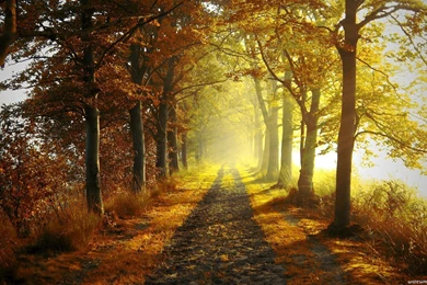 Download Autumn Paradise Wallpapers