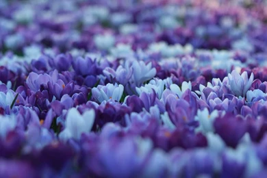 210+ Amazing Purple Backgrounds