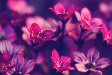 Pretty Cool Flowers Wallpapers Pink Purple Backgrounds Erronizar •