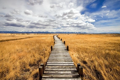 Boardwalk On Grassy Wetlands The Prairie Wallpapers